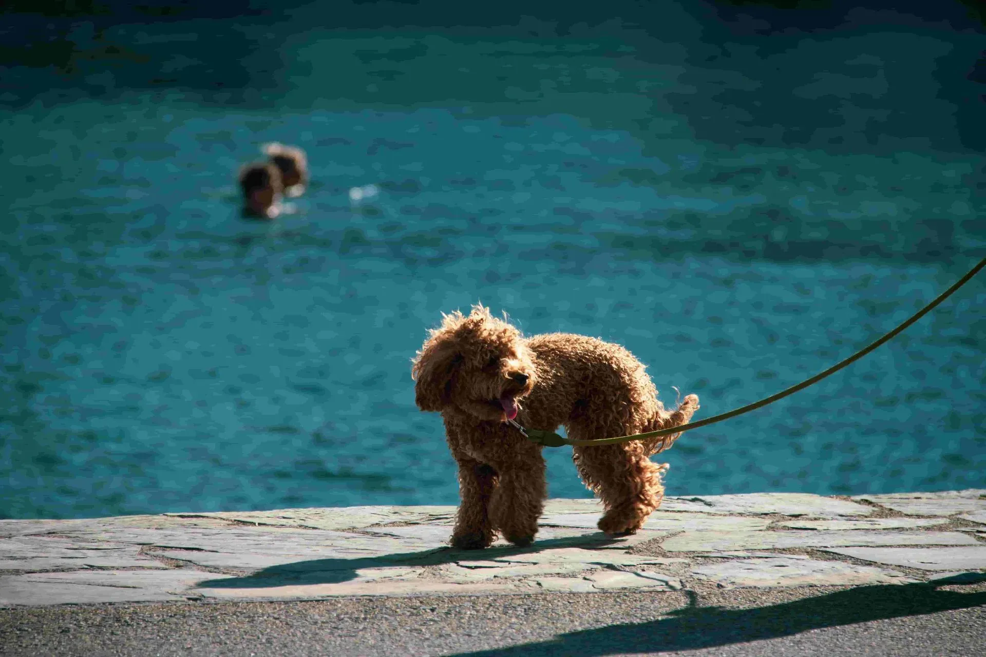 Pet insurance in Spain for expat dog and cat owners